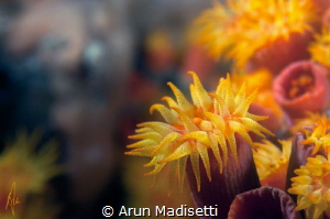 Orange cup coral  Tubastrea coccinea by Arun Madisetti 